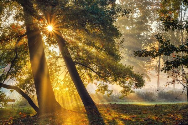 Soft sunbeams through trees along a shaded path